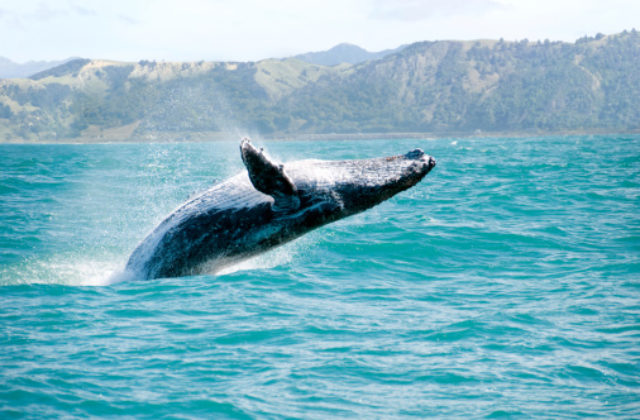 Vedci prišli na to, prečo sú veľryby také obrovské