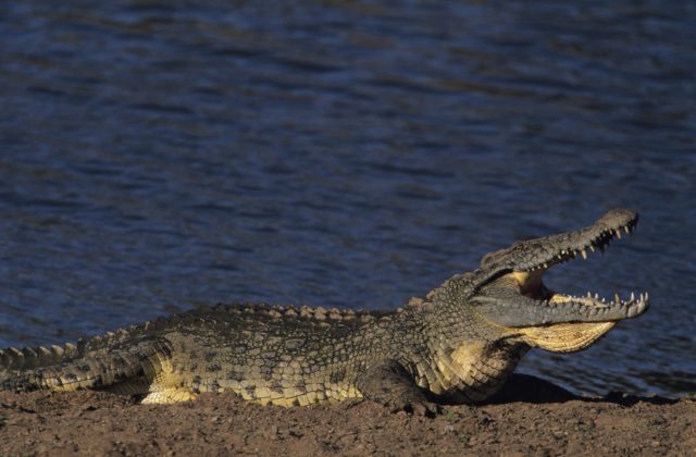 Niektoré krokodíly chodili pred tisíckami rokov po dvoch nohách, mohli behať ako pštros