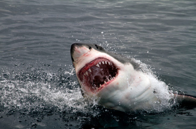 Žralok zaútočil na ľudí počas šnorchlovania, turistický sprievodca a chlapec prišli o končatiny
