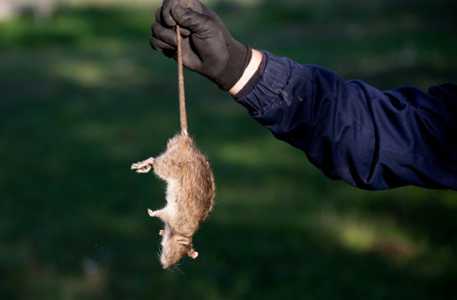 Hladné potkany vyhnala karanténa do ulíc a objavili sa aj v častiach, kde predtým neboli