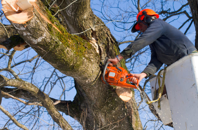 Mesto Žilina dá spíliť desiatky drevín v zlom zdravotnom stave, vysadia stovky nových stromov