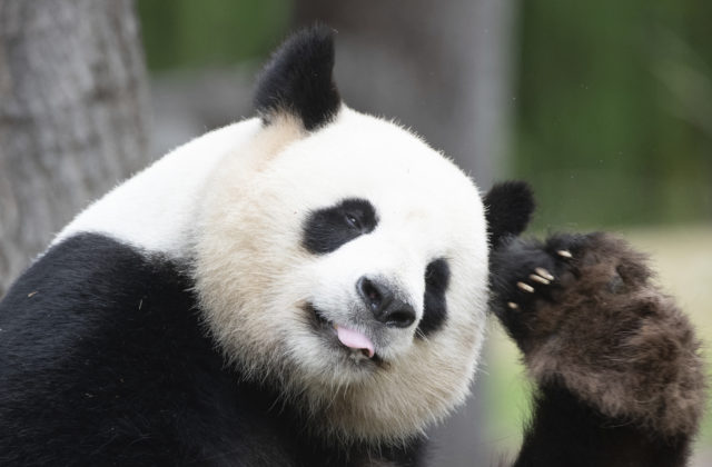 Pandy už v Číne nepatria medzi ohrozené živočíchy, zachránilo ich dlhodobé úsilie ochranárov