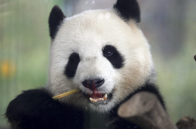 Zoo vracia pandy späť do Číny, v dôsledku pandémie nemá pre ne dostatok bambusu