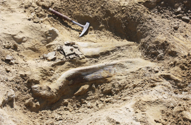 Na škótskom ostrove našli nečakaný nález, vedkyňa o dinosauriu kosť takmer zakopla pri behu