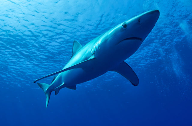 Na svete poklesol počet žralokov, v niektorých koralových útesoch sú funkčne vyhynuté
