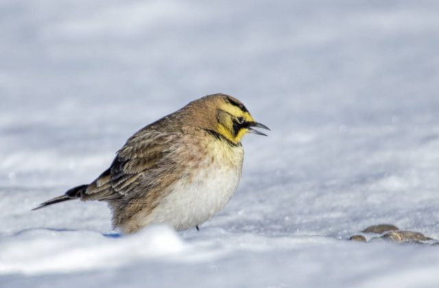 Zamrznutý vták, ktorého našli na Sibíri, je starý približne 46-tisíc rokov