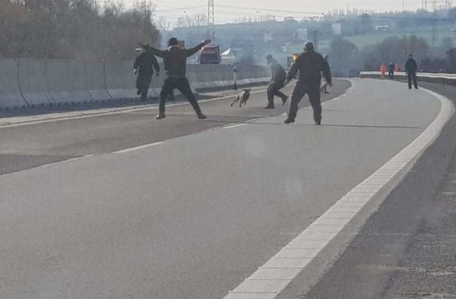 Dopravu na diaľnici D1 zastavili splašené ovce, v Košiciach sa prechádzal diviak (foto)