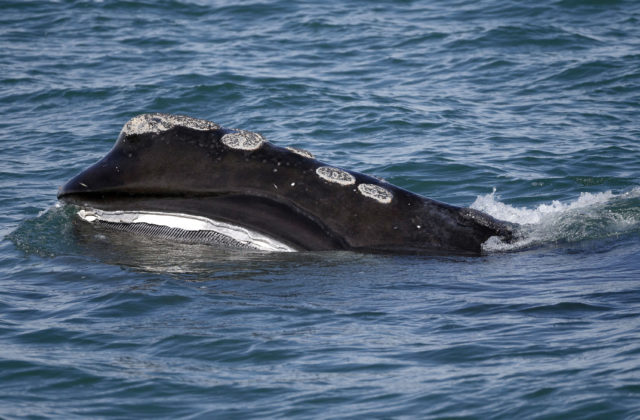 Veľryby pre otepľovanie blúdia z chránených zón, čím sa zvyšuje riziko ich smrteľných kolízií s loďami