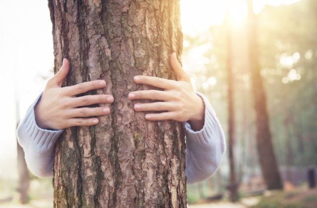 Ako prekonať pocit izolácie? Choďte do lesa a objímajte stromy, radia lesníci na Islande