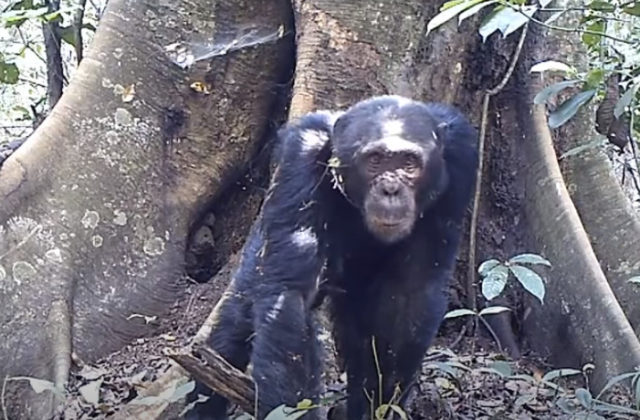 Budúcnosť šimpanzov v Nigérii je v ohrození, ochranárka prírody sa obáva aj koronavírusu