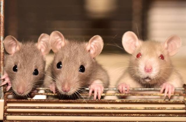 Potkany nazbierajú cestou „z poľa na vidličku“ viacero koronavírusov, tvrdia vedci