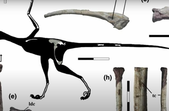 V Patagónii objavili nový druh mäsožravého dinosaura, vedcov prekvapila jeho stavba tela