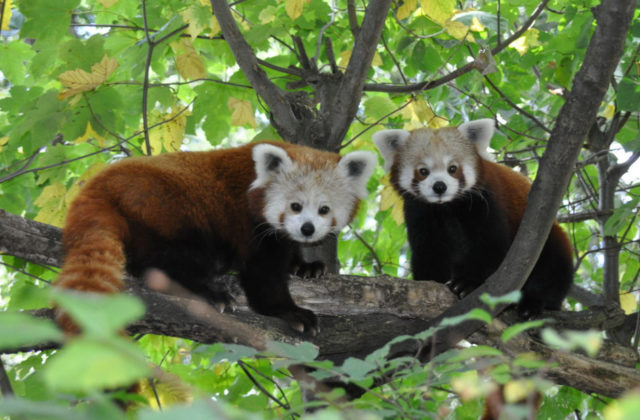 V berlínskej zoo sa narodila vzácna panda červená, jej rodičov len nedávno priviezli z Indie