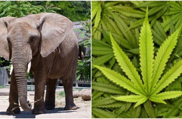 Slony vo varšavskej ZOO sú vystresované, liečiť ich chcú medicínskou marihuanou