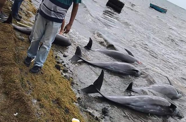 Únik paliva z lode pri Mauríciu si vyberá svoju daň, na pobrežie vyplavilo 39 mŕtvych delfínov (video)