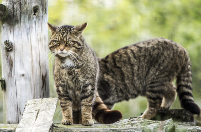 Škótskej mačke divej hrozí vyhynutie, vznikne centrum pre ich záchranu