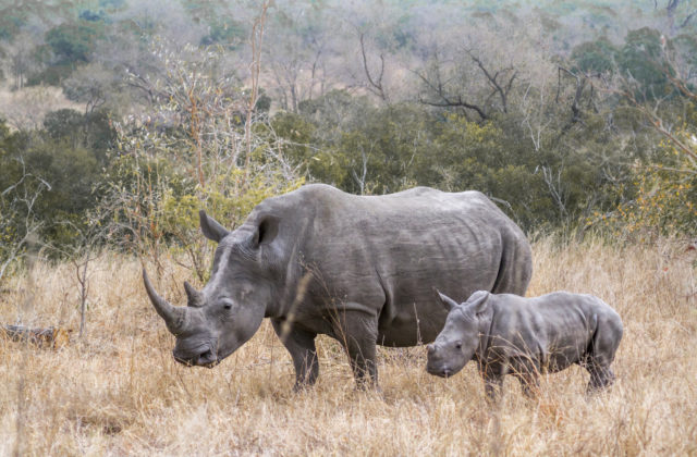 V ugandskej rezervácií sa narodilo vzácne mláďa nosorožca tuponosého južného