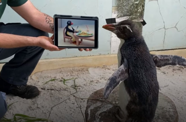 Osamelý tučniak v ZOO rád pozerá detskú rozprávku aj dokumenty o tučniakoch (video)