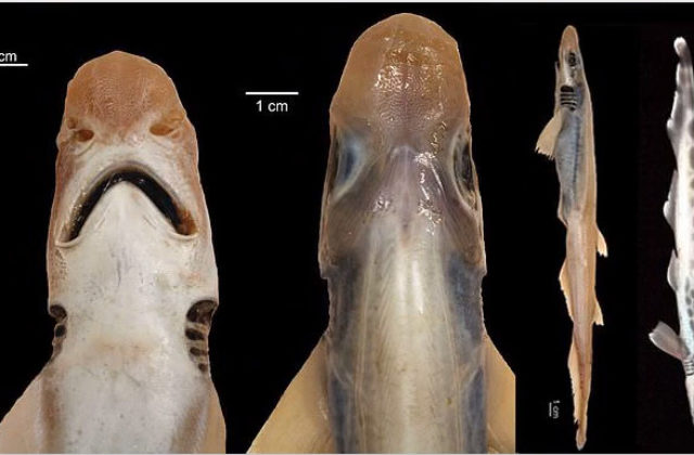 Pri Sardínii chytili neobvyklý exemplár žraloka, nemal žiadne zuby ani pokožku (video)