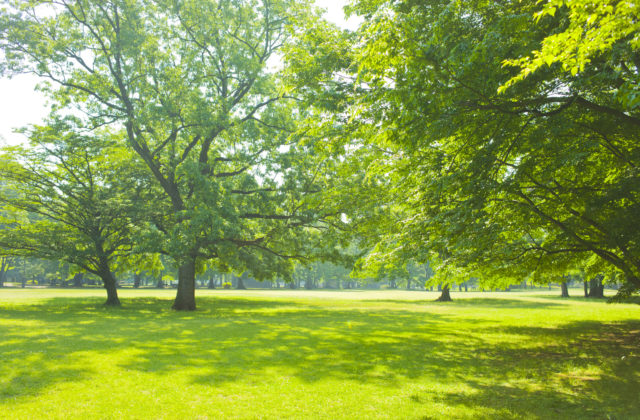 V Petržalke by mohla vzniknúť nová zelená zóna s tritisíc stromami