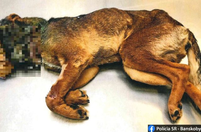 Žena pri Lučenci utýrala psíka na smrť, hrozia jej tri roky väzenia