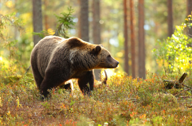 V okolí Sučian sa pohybuje medveď, nevyrušuje ho ani pyrotechnika či paintballové strelivo