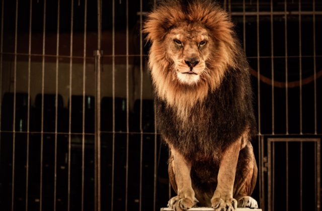 Petíciu za zákaz používania divokých zvierat v cirkusoch dostane už čoskoro eurokomisia