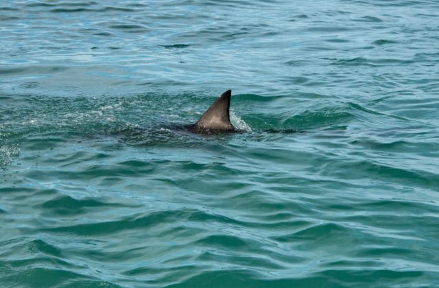 Útok žraloka v Egypte má ďalšiu obeť, úrady uzavreli úsek pobrežia Červeného mora