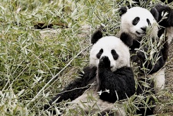 Čínska panda