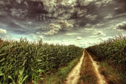 Kukurica - biomasa
