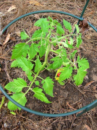 Planted tomato1 400x533.jpg