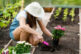 A,Pretty,,Young,Woman,In,A,Greenhouse,Is,Planting,Seedlings